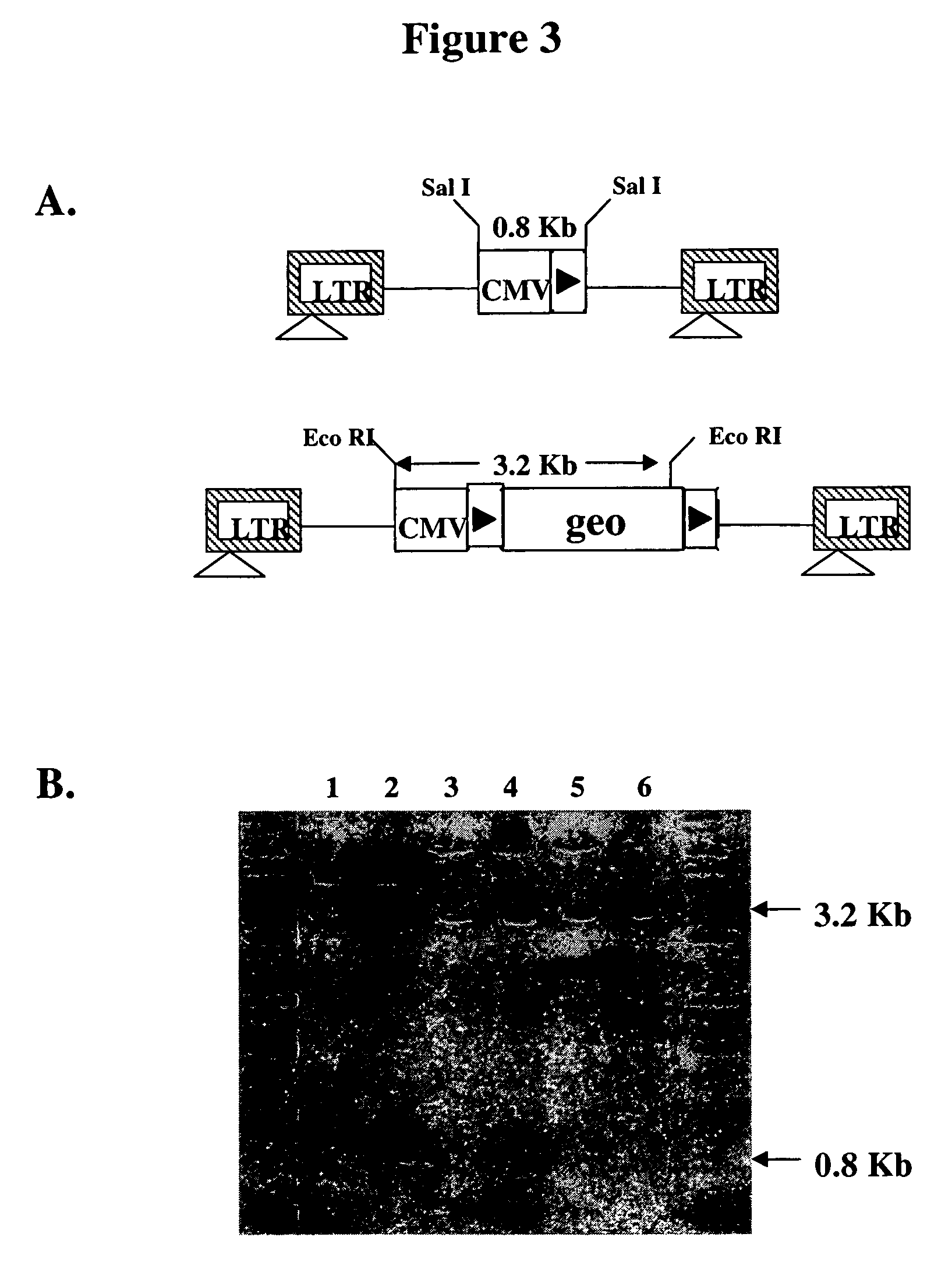 Lentiviral vectors for site-specific gene insertion