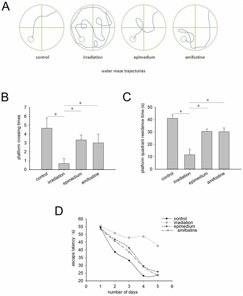 Application of epimedium extract in preparation of medicine for treating brain nerve injury and cognitive impairment after radiation