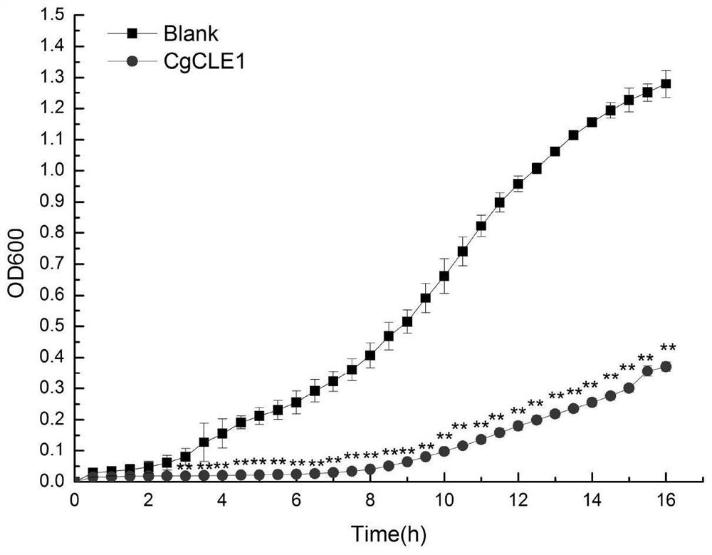 Preparation of recombinant protein of long oyster cell wall hydrolase and application of the obtained recombinant protein