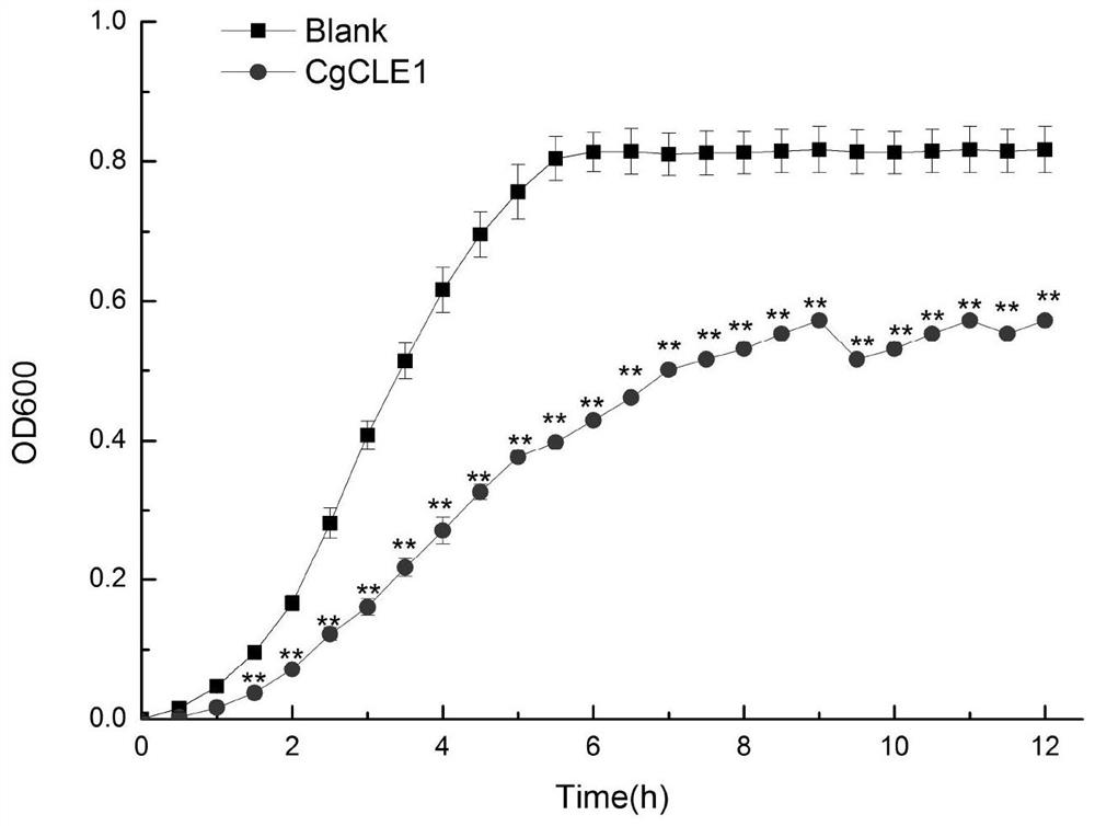 Preparation of recombinant protein of long oyster cell wall hydrolase and application of the obtained recombinant protein