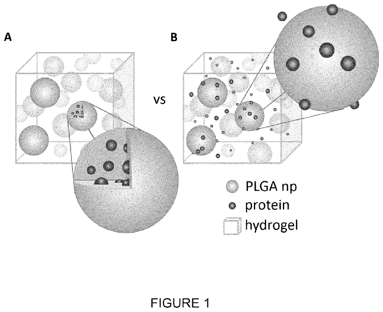 Encapsulation-free controlled protein release system