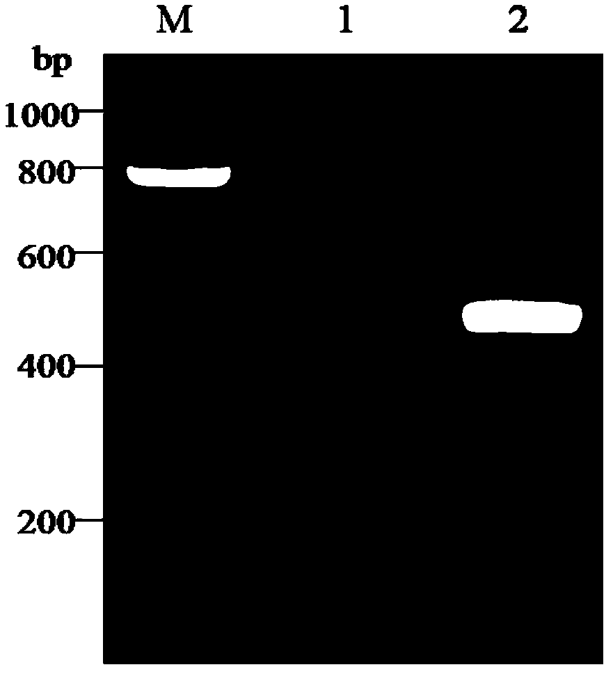 A pcr-rflp identification method for different subgroups of sugarcane white leaf disease phytoplasma