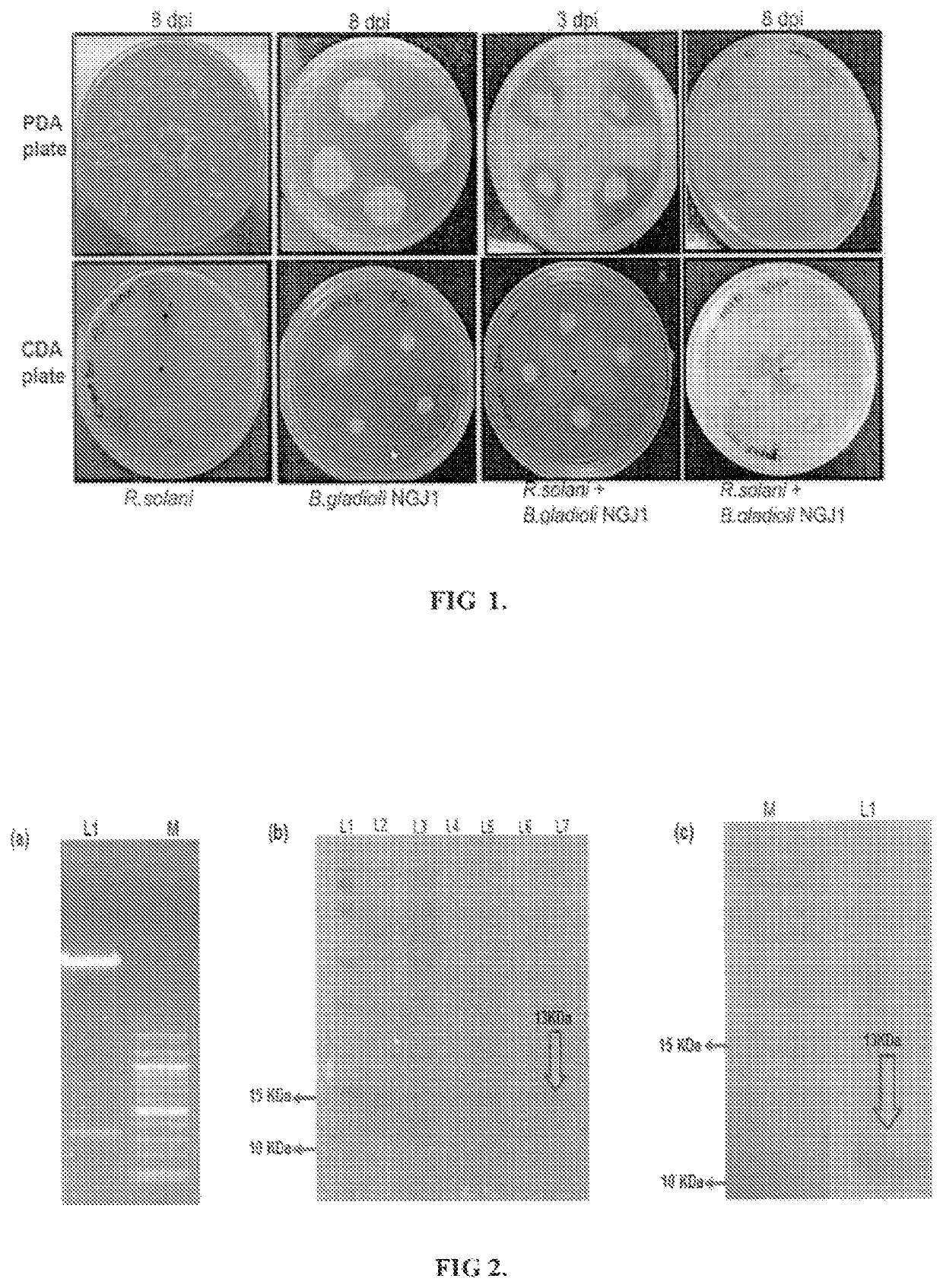 Protein against fungal pathogens