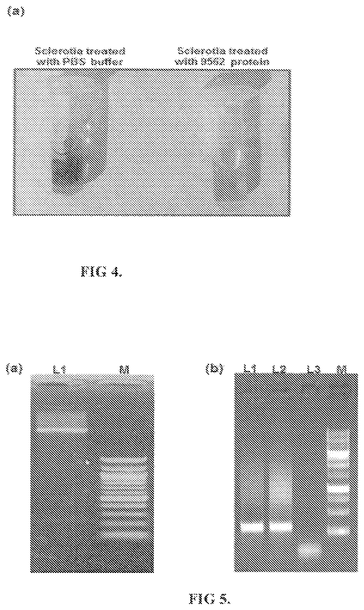 Protein against fungal pathogens