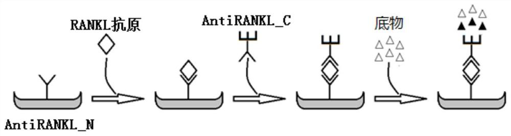 Antibody pair for detecting content of RANKL in serum and application of antibody pair