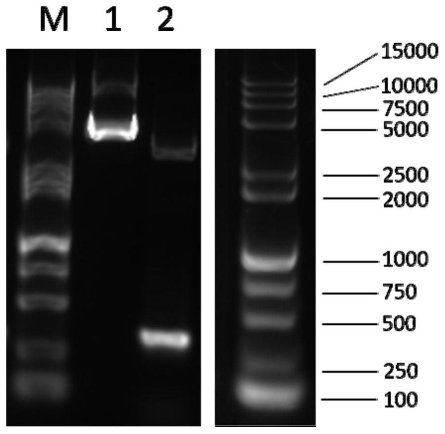 Antibody pair for detecting content of RANKL in serum and application of antibody pair