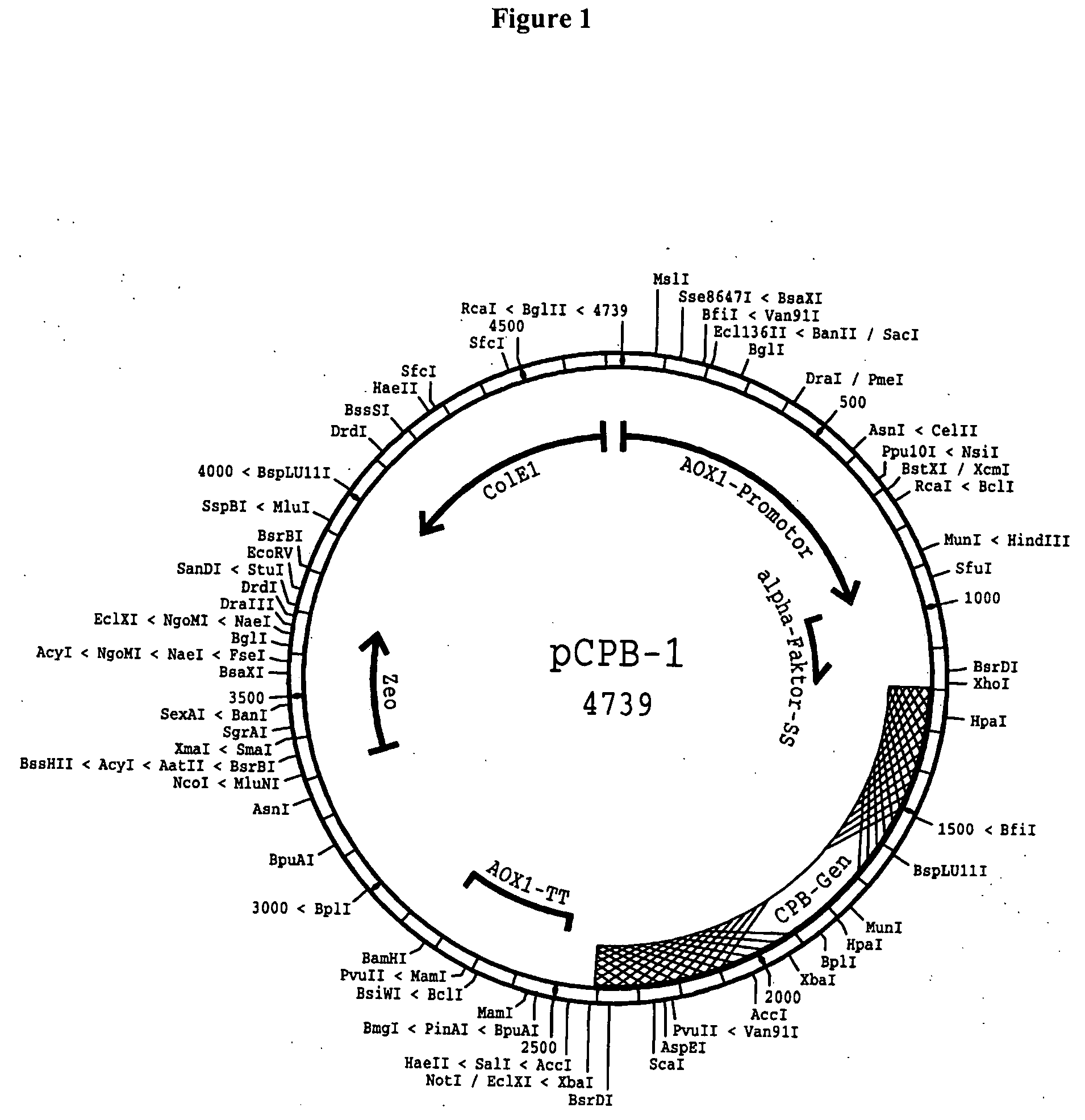 Recombinantly expressed carboxypeptidase B and purification thereof