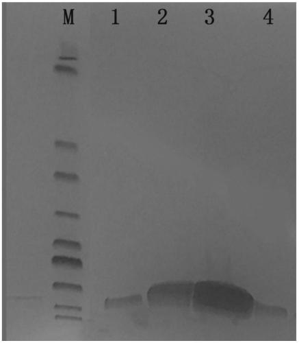 Extraction method and application suitable for obtaining large amounts of high-purity salmonella outer membrane proteins