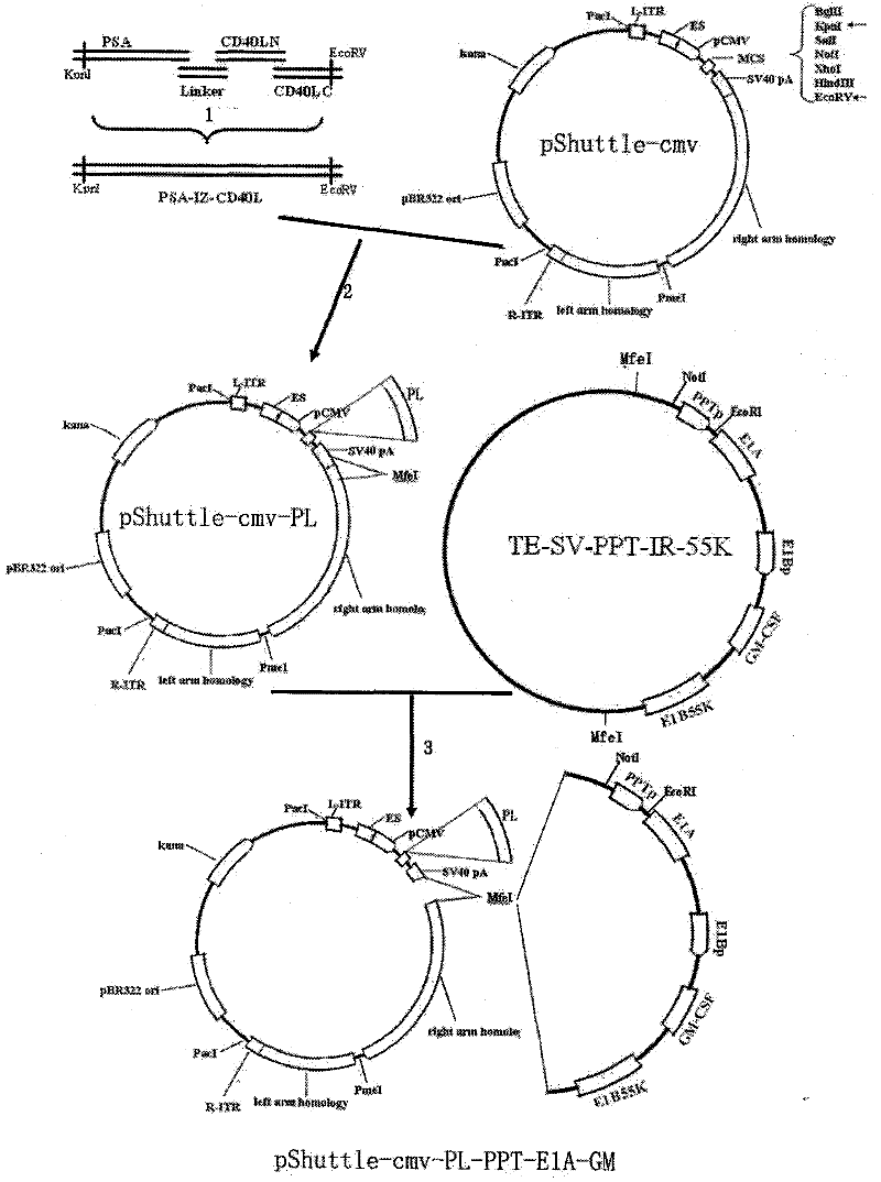 Preparation and application of prostate cancer targeting adenovirus