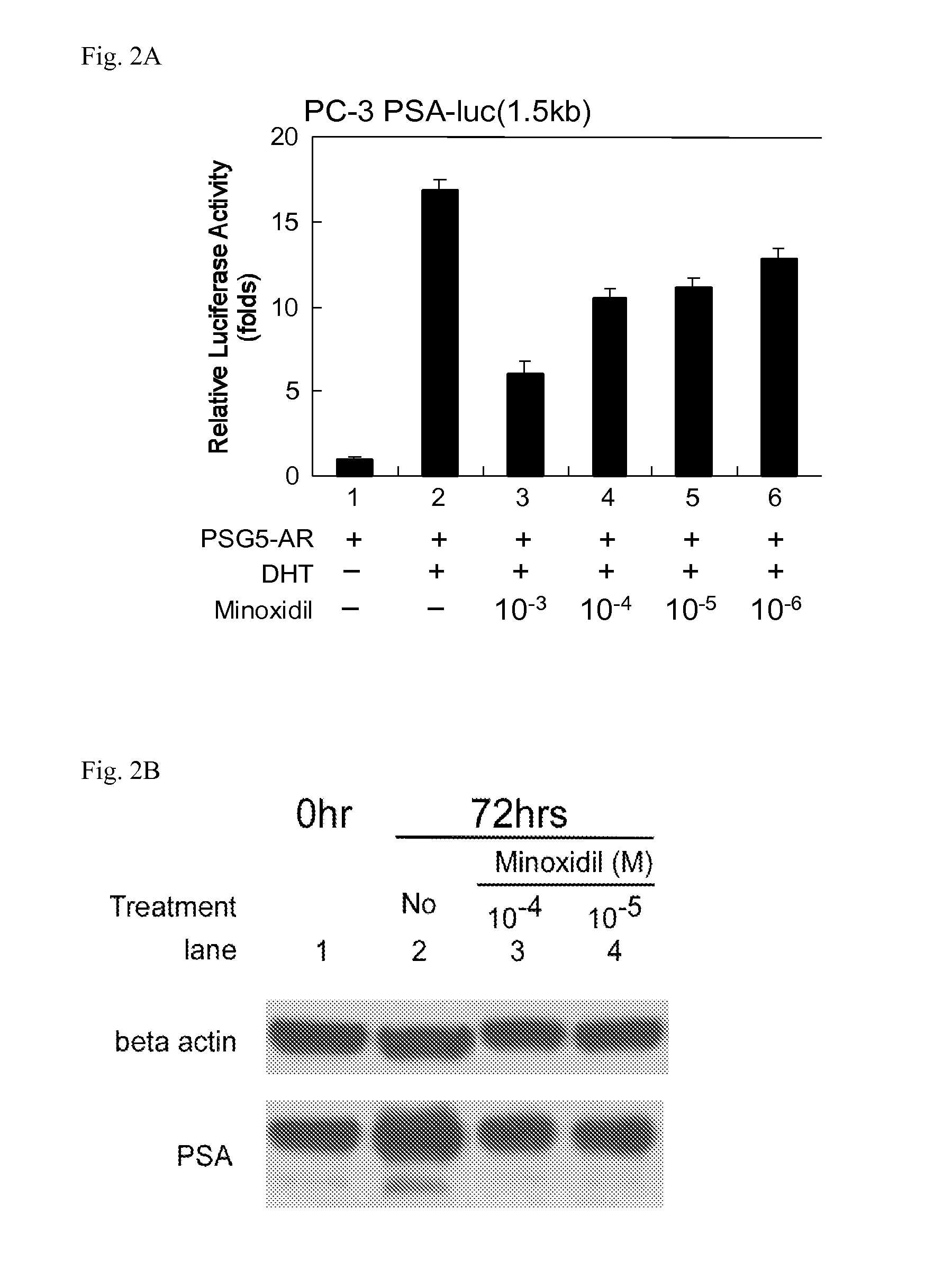 Minoxidil for suppressing androgen receptor function