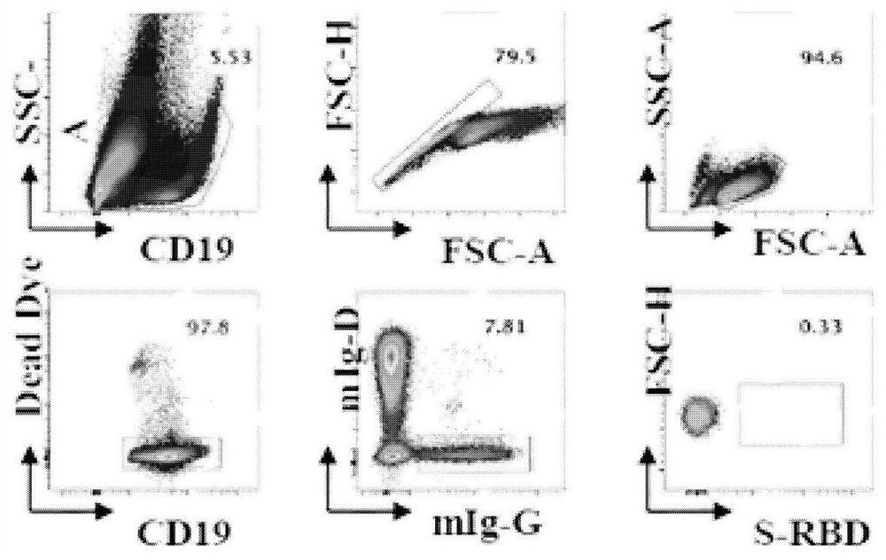 Method for rapidly screening SARS-CoV-2 RBD specific fully humanized neutralizing monoclonal antibody