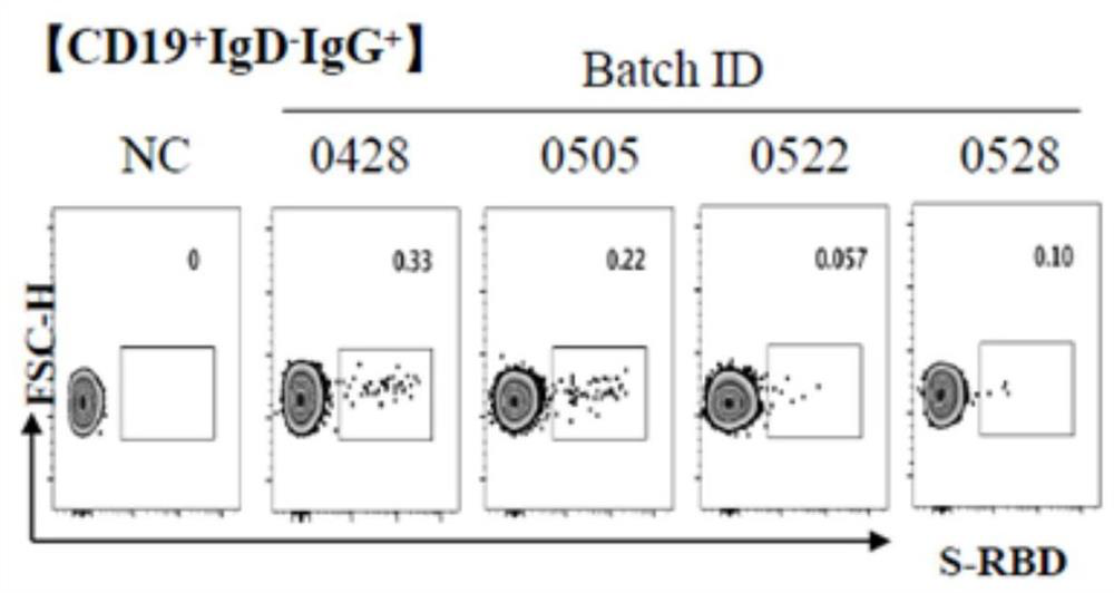 Method for rapidly screening SARS-CoV-2 RBD specific fully humanized neutralizing monoclonal antibody