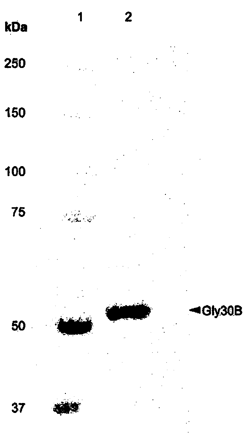 NOVEL beta-1,6-ENDOGLUCANASE PRODUCING GENTIOBIOSE OR GLUCOSE FROM beta-GLUCAN