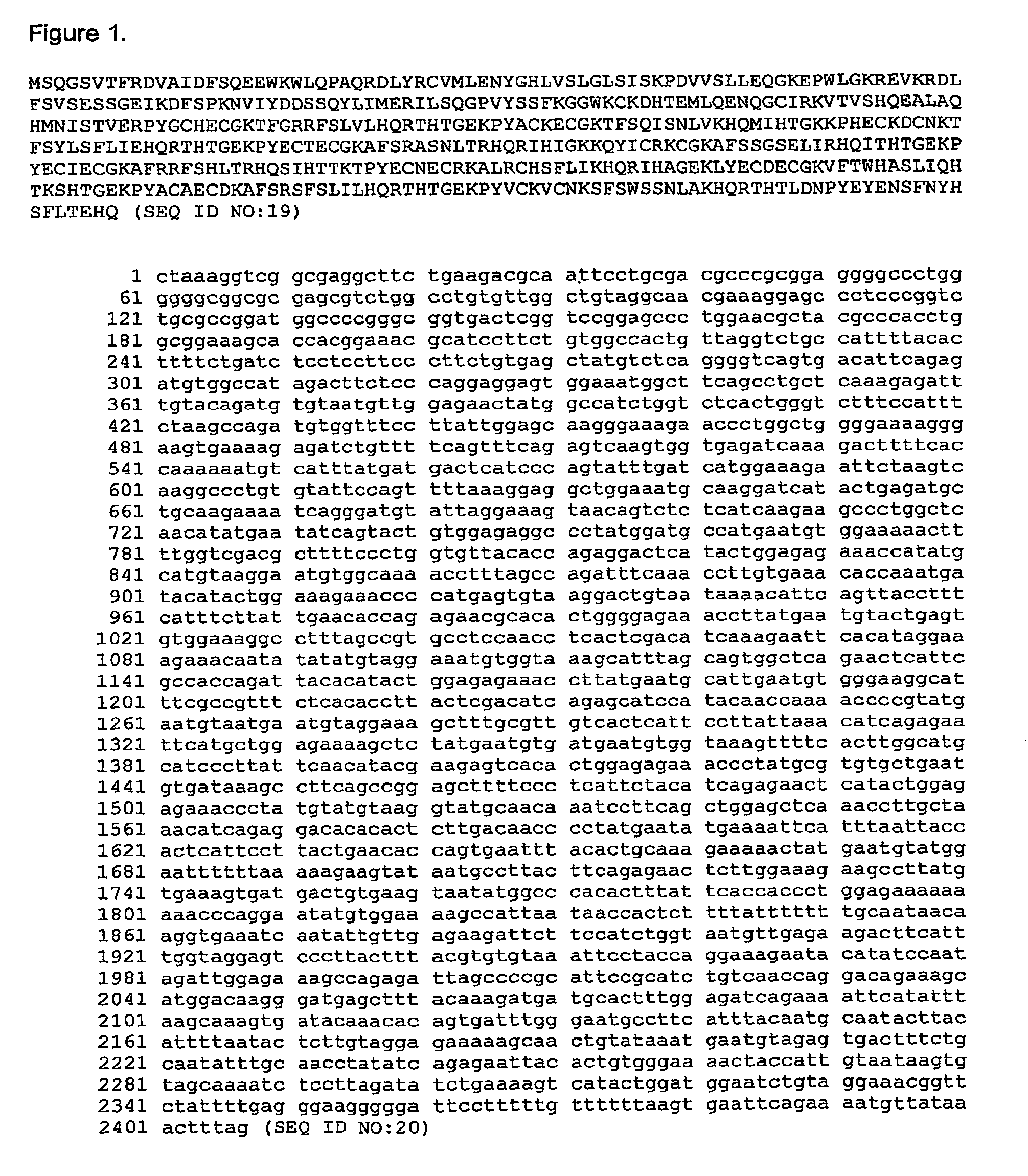 Telomerase expression repressor proteins and methods of using the same