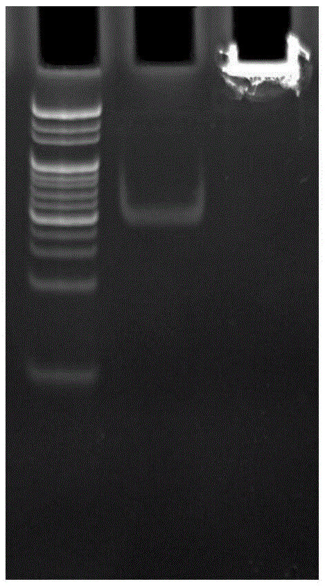 A colorimetric method for detecting thrombin