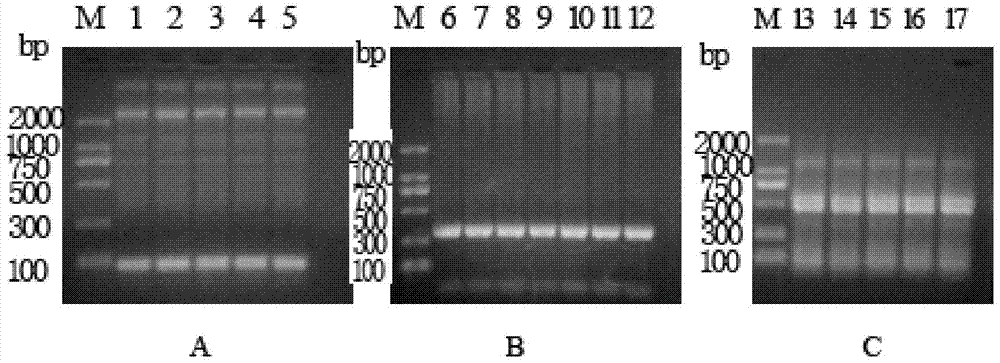 A diazepam lipocalin mimetic antibody