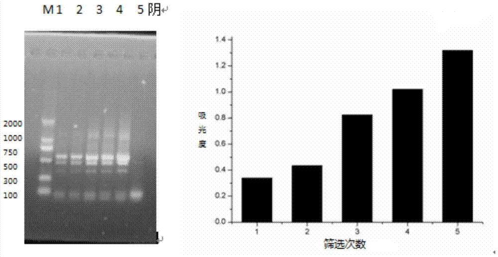 A diazepam lipocalin mimetic antibody