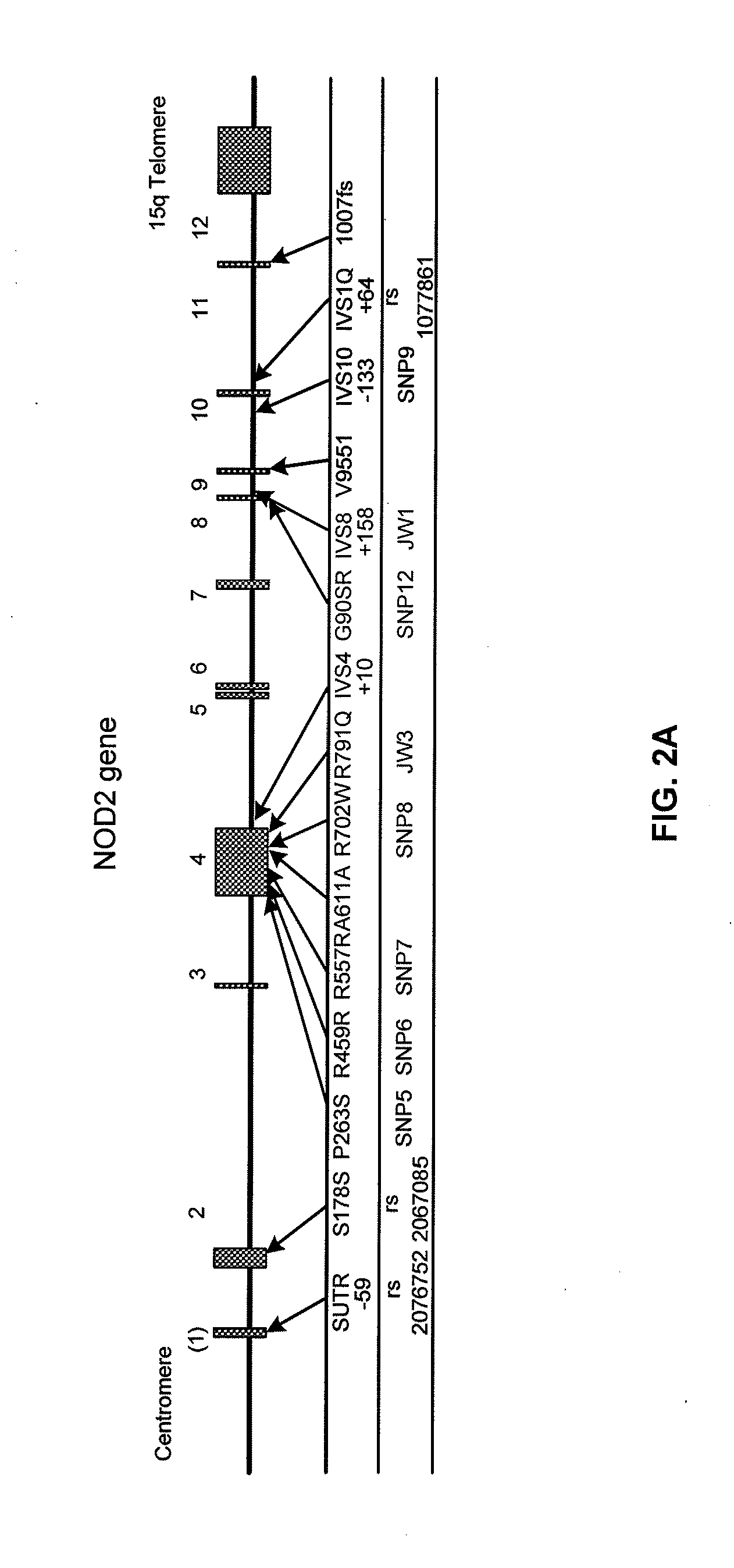 Methods of assessing crohn's disease patient phenotype by i2 serologic response