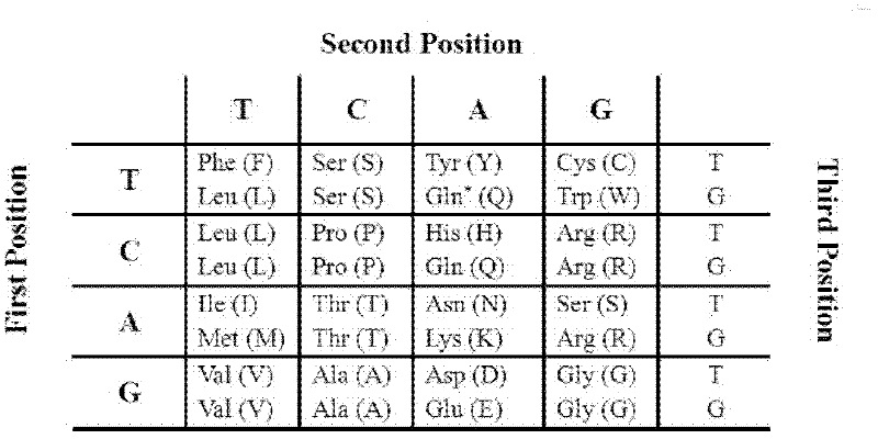 Polypeptide specifically combined with HepG2 cell surface