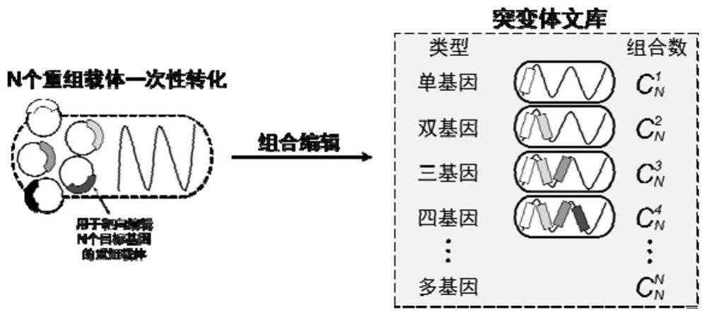 Multi-gene combined editing and screening method for microorganisms