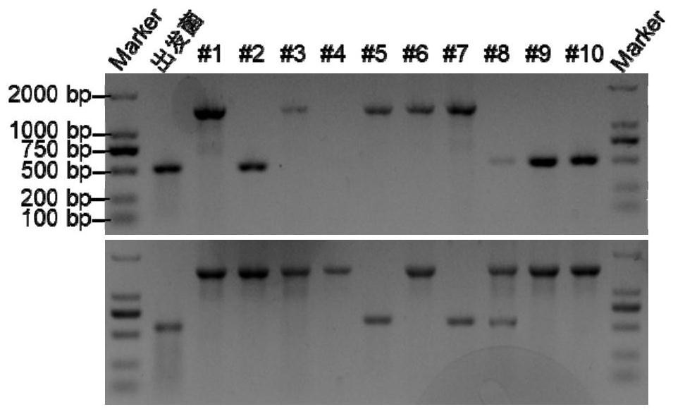 Multi-gene combined editing and screening method for microorganisms