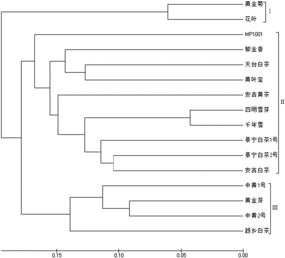 Molecular marker combination for rapidly identifying different albino tea tree varieties, method and application