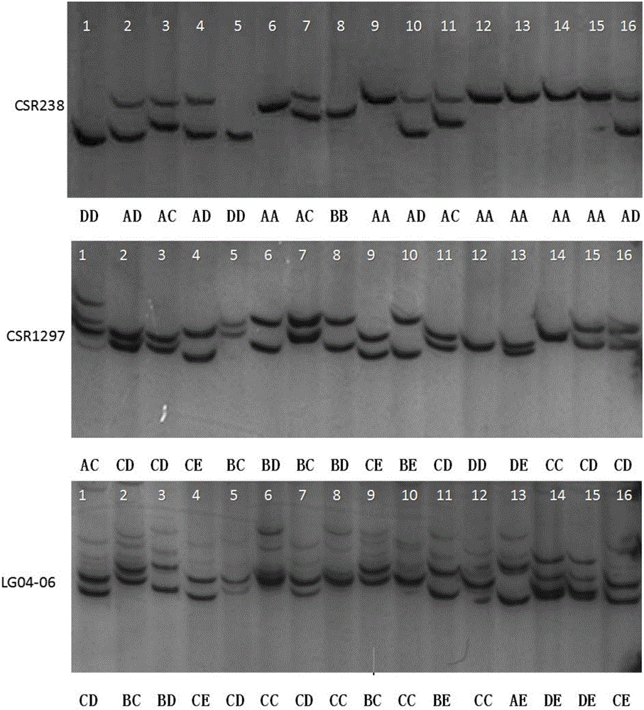 Molecular marker combination for rapidly identifying different albino tea tree varieties, method and application