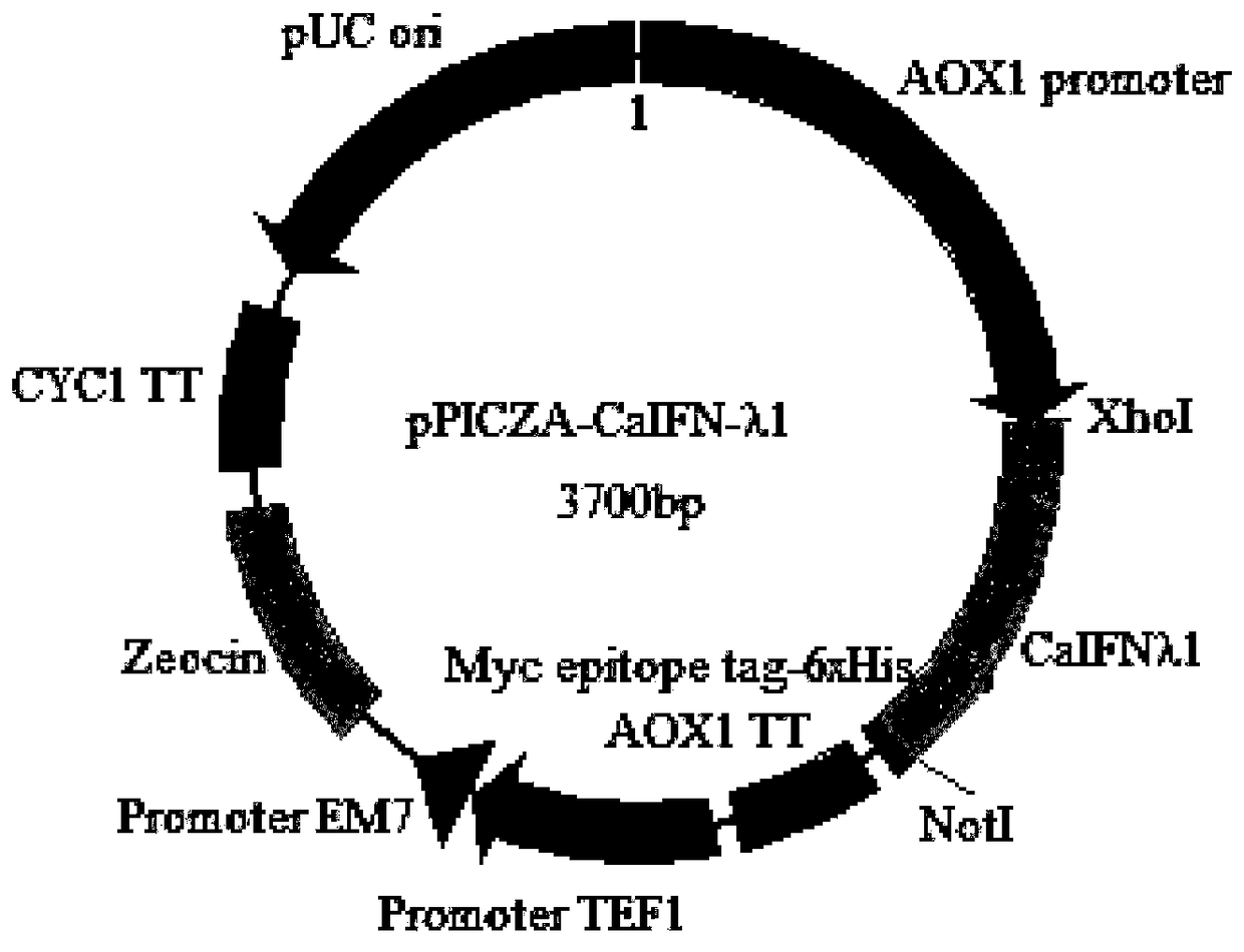 Canine recombinant interferon-lambda 1, and preparation method and application thereof