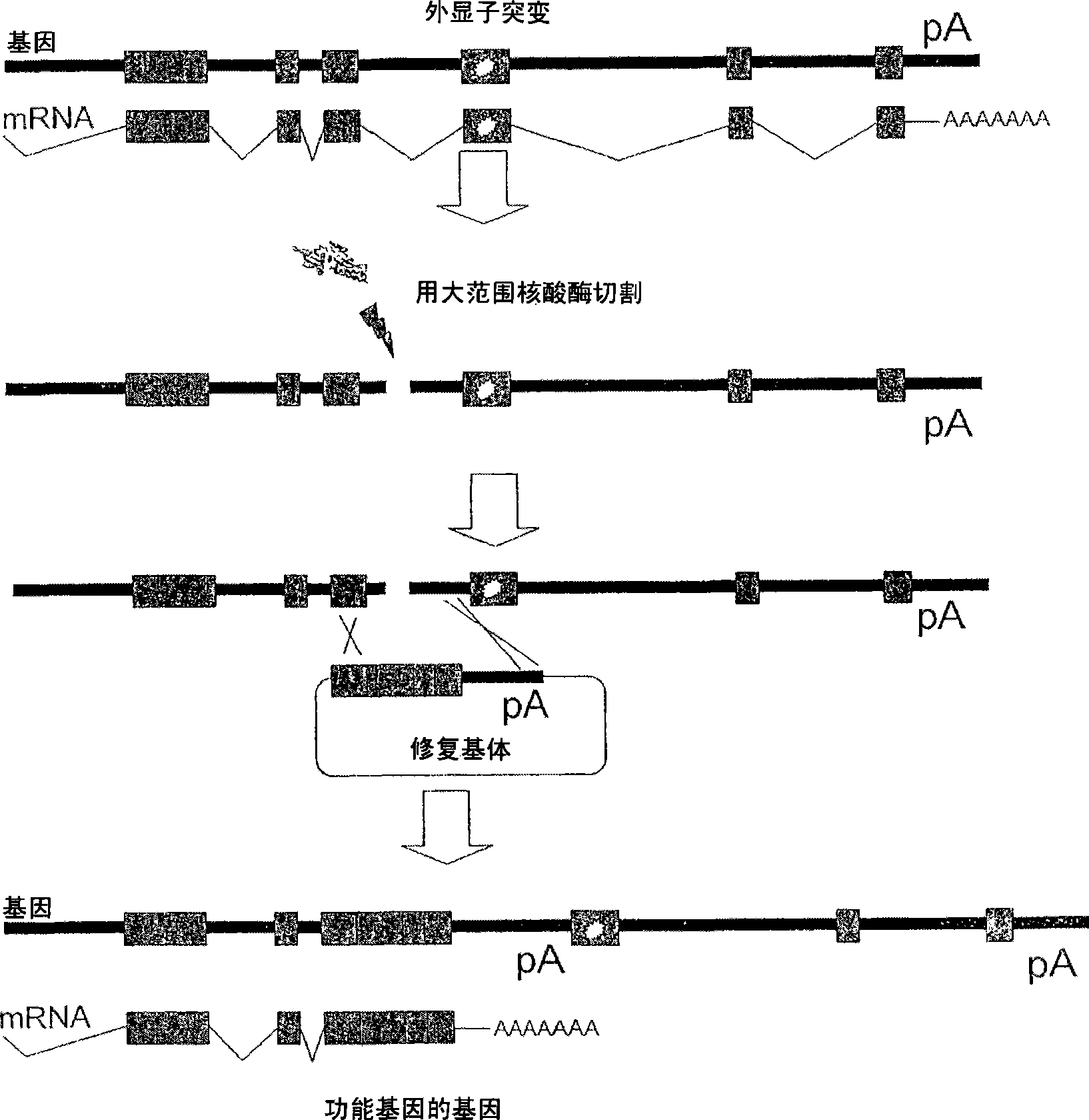 Meganuclease variants cleaving a DNA target sequence from a xp gene and uses thereof