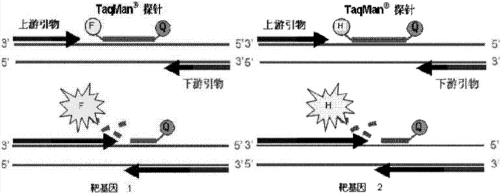 Detection reagent and kit for simultaneously detecting EV71 type enterovirus and A10 type coxsackie virus