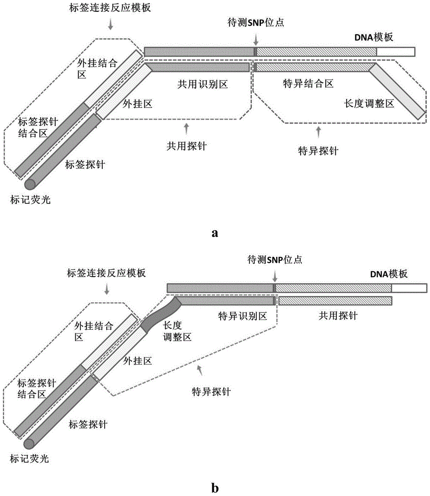 A kind of g6pd deficiency gene detection kit