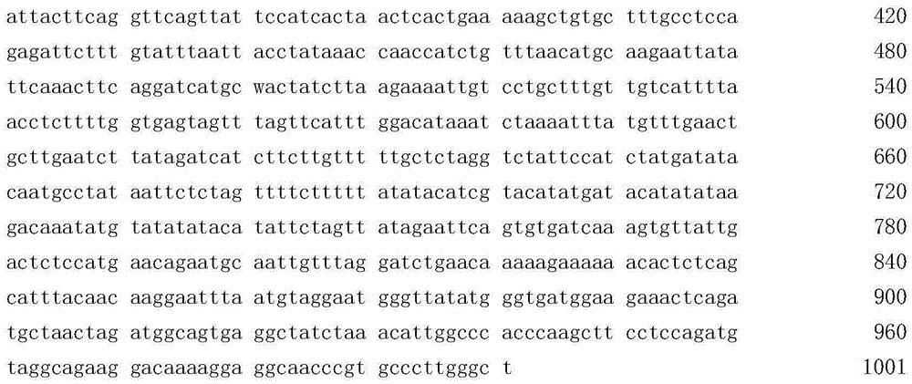 Method and kit for determination of human POT1 gene rs1034794 site polymorphism