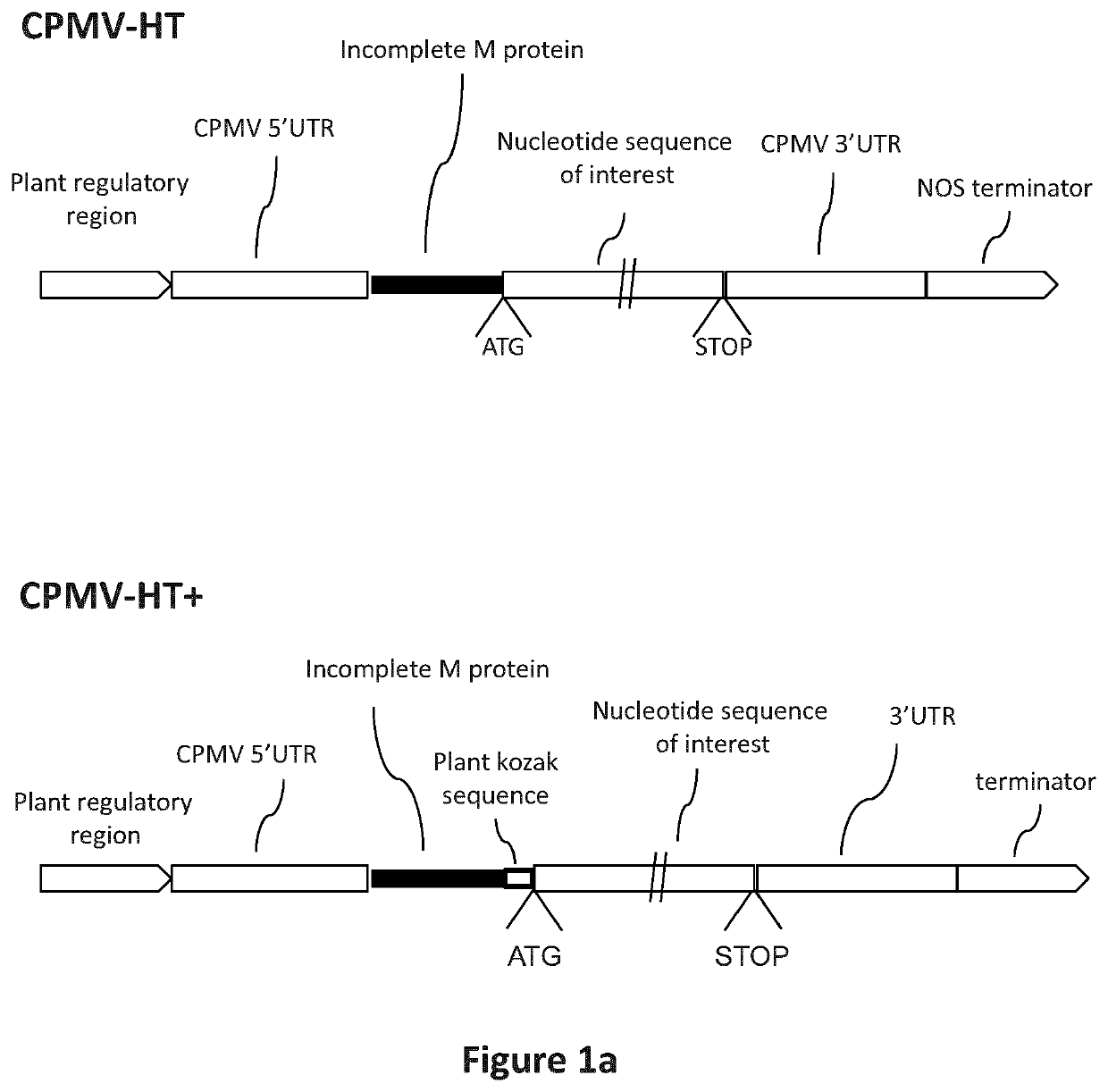 Modified CPMV enhancer elements