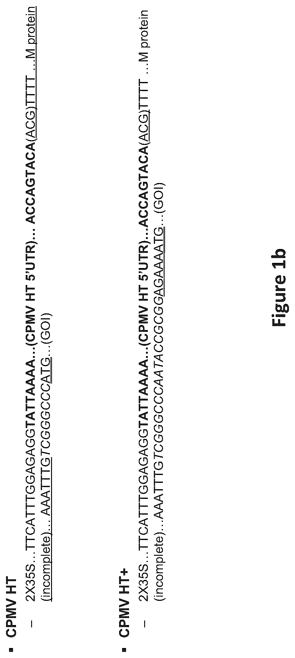 Modified CPMV enhancer elements