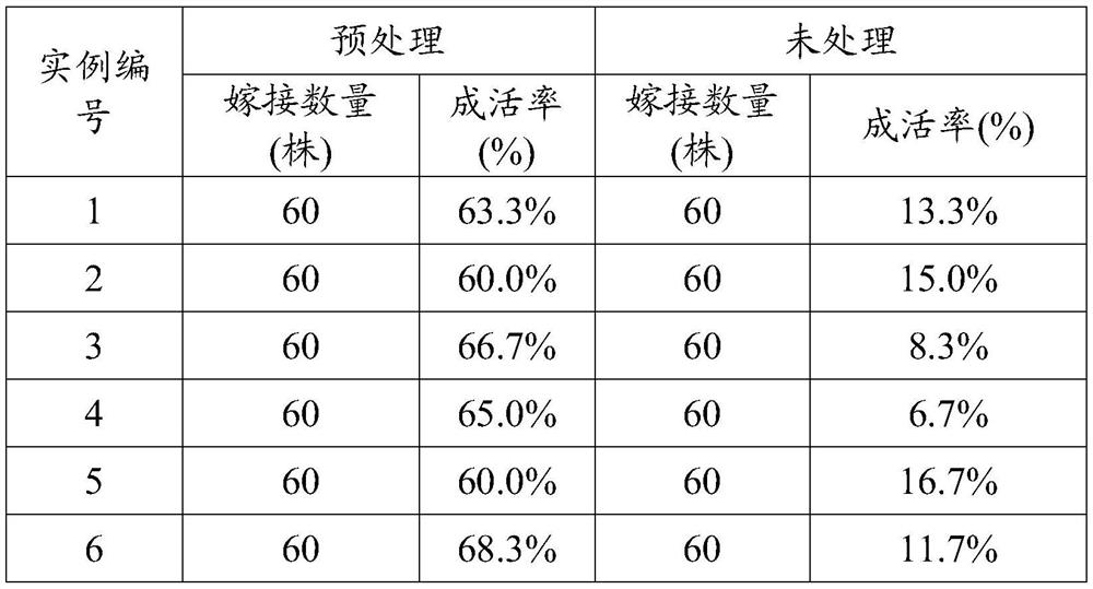 A method for increasing the survival rate of Eucalyptus grandis grafting