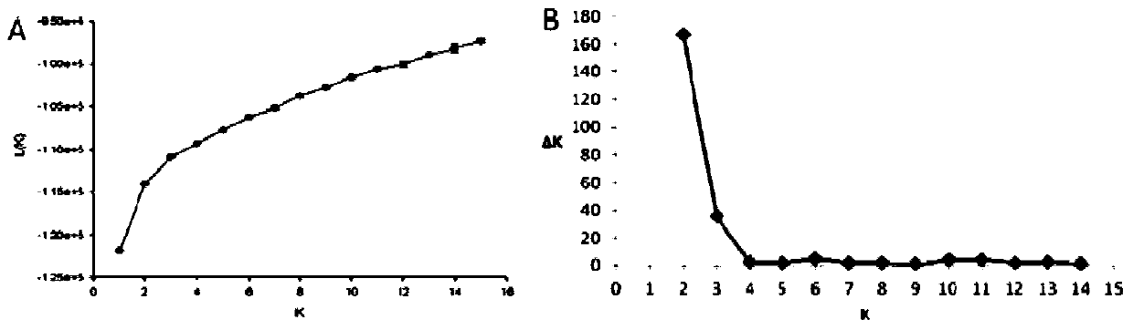 Chrysanthemum salt-tolerance-associated molecular markers and its acquisition method and application