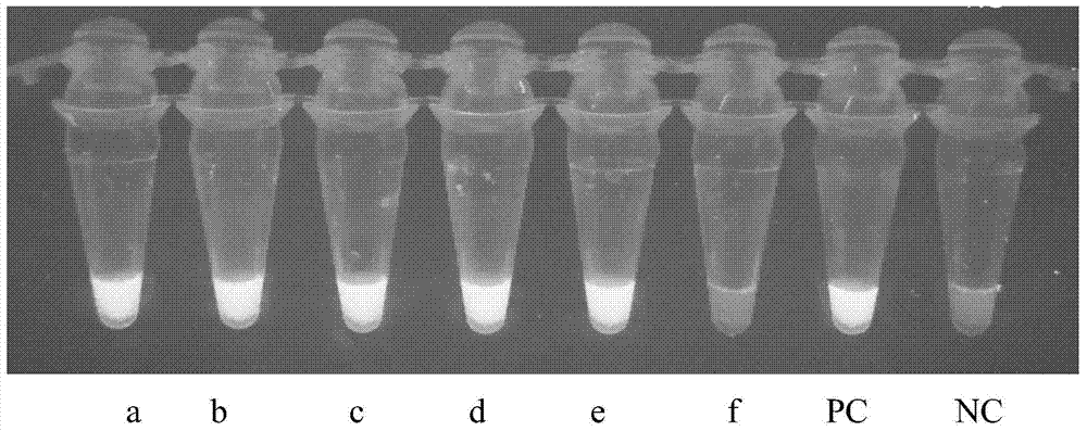 Loop-mediated isothermal amplification (LAMP) primers, kit and method for detecting mouse Klebsiella pneumoniae