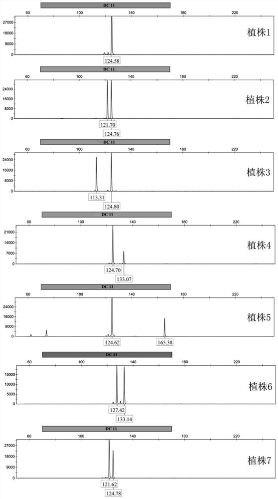 Dendrobium chrysotoxum SSR molecular marker primer composition and application thereof