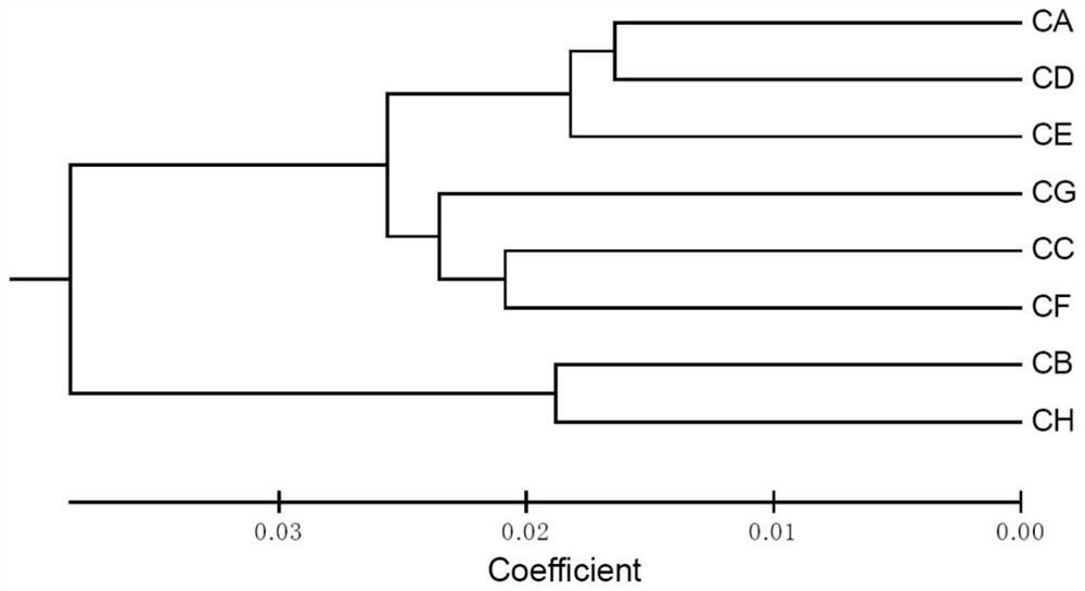 Dendrobium chrysotoxum SSR molecular marker primer composition and application thereof