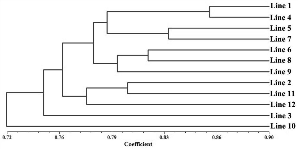 Dendrobium chrysotoxum SSR molecular marker primer composition and application thereof