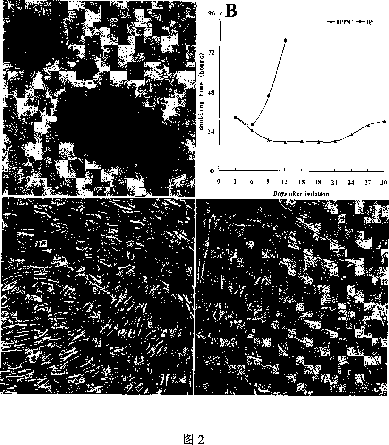 In vitro proliferation method for pancreatic islet cell