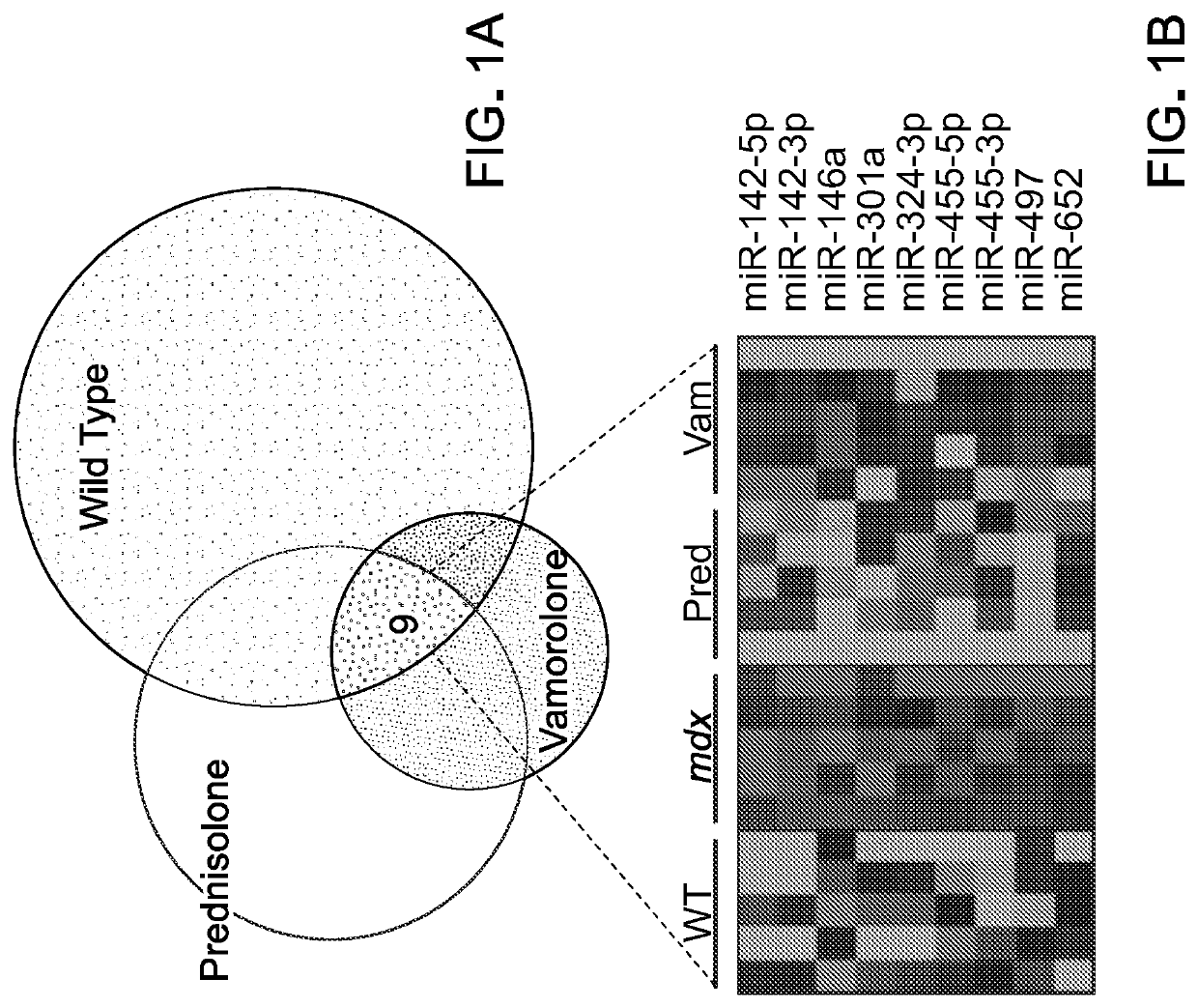 Compositions and methods for treating and preventing muscular disorders and dystrophies, steroid side effects, and inflammation