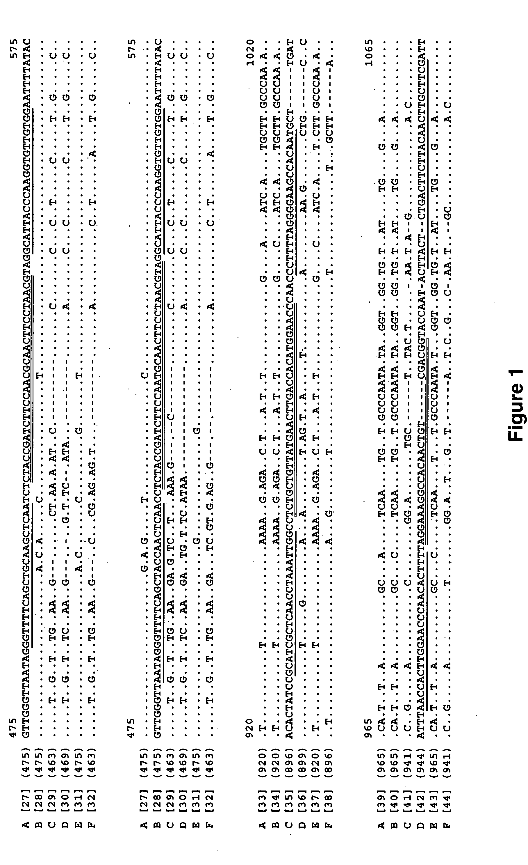 Genotype specific detection of Chlamydophila psittaci