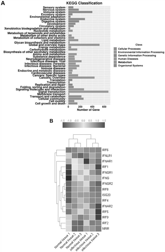 Application of recombinant ifn-λ1 protein in the preparation of drugs for preventing and treating inflammatory bone loss