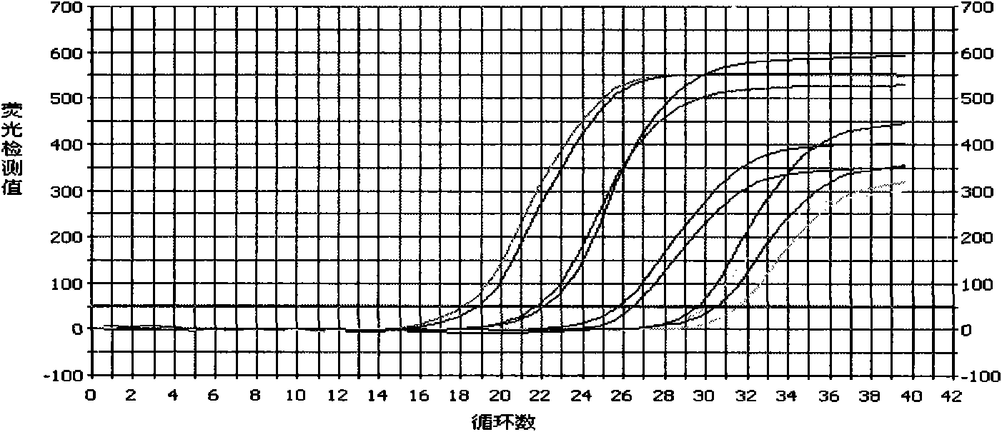 Method for counting archenteric flora of aquatic animals and special primer thereof