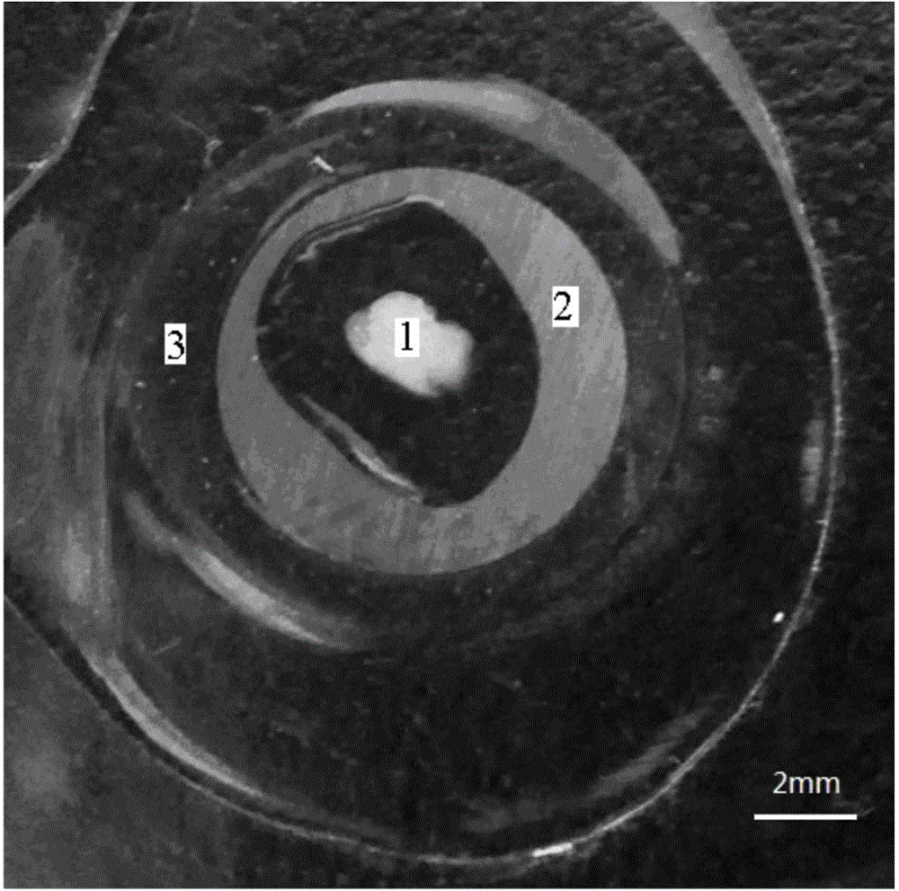 Schizothoracinae otolith slice production method