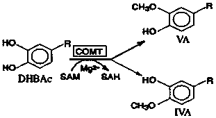 Production method and application of Chinese prawn comt recombinant protein