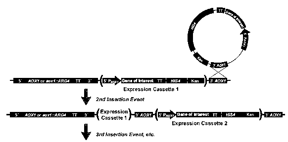 Production method and application of Chinese prawn comt recombinant protein