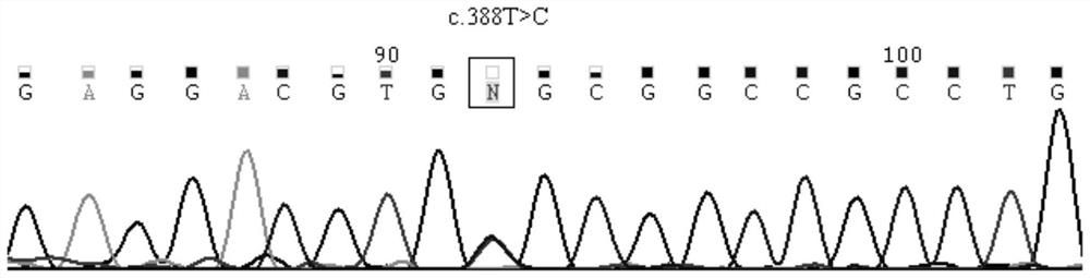 Primer group, kit and method for detecting gene polymorphism