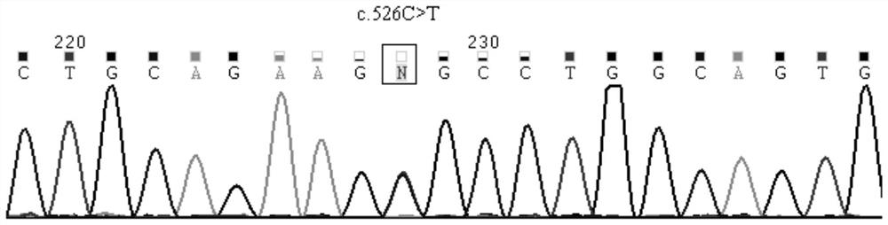 Primer group, kit and method for detecting gene polymorphism